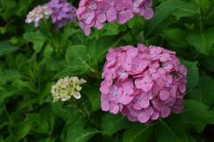 長谷寺 紫陽花