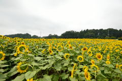あけぼの山農業公園 
