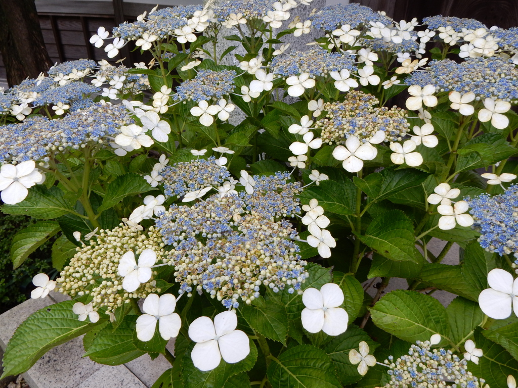 長谷寺　紫陽花