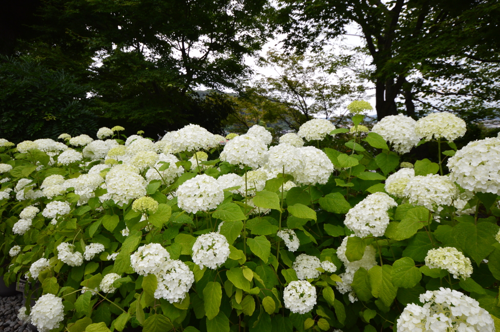 長谷寺 紫陽花