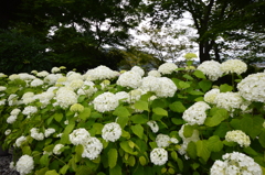 長谷寺 紫陽花
