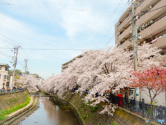 大岡川の桜