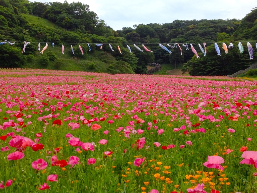 花の国　ポピー