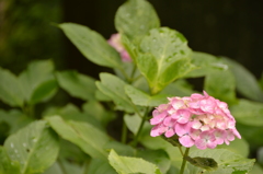 長谷寺 紫陽花