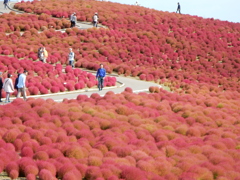 ひたち海浜公園　コキア紅葉