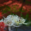 彼岸花