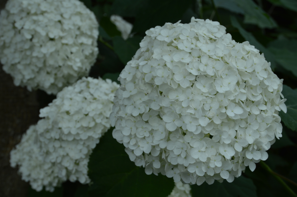 長谷寺 紫陽花