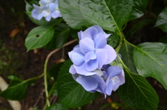 長谷寺 紫陽花
