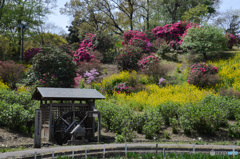 菖蒲園
