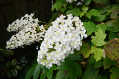 長谷寺 紫陽花