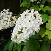 長谷寺 紫陽花