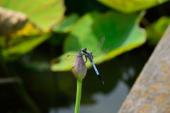 あけぼの山農業公園 