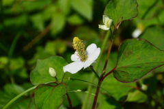 どくだみの花