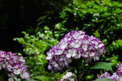 明月院の紫陽花