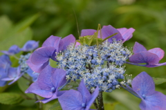 長谷寺 紫陽花