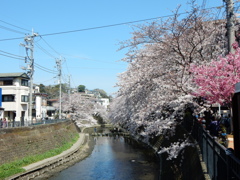 大岡川桜祭り2015