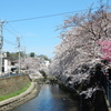 大岡川桜祭り2015