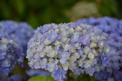 長谷寺 紫陽花