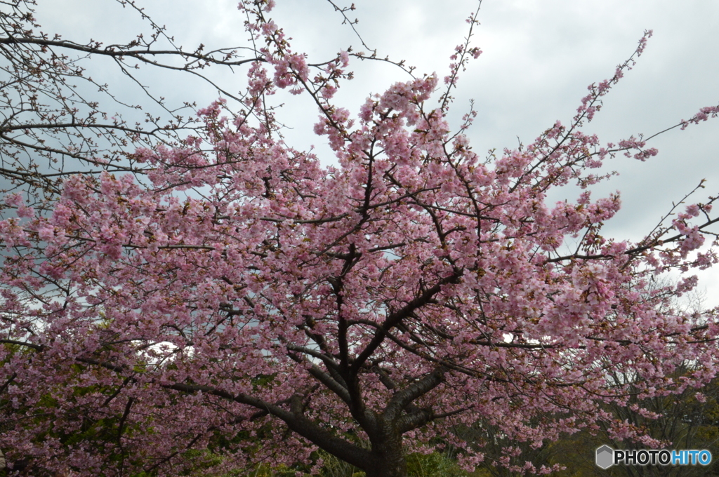 河津桜