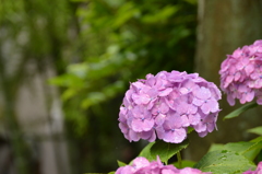 長谷寺 紫陽花