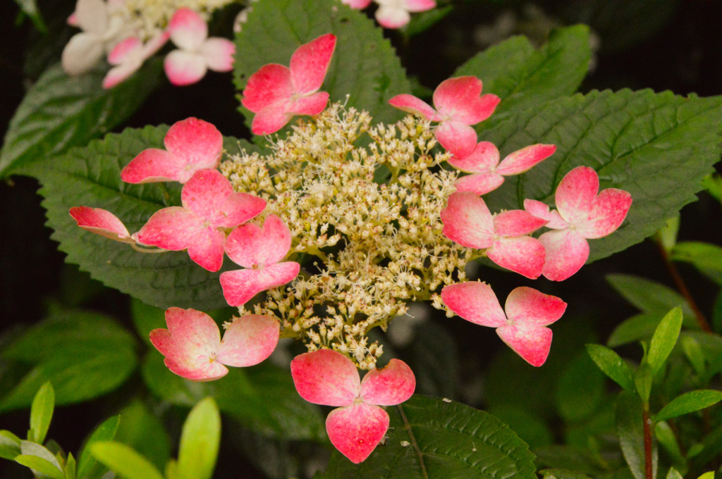 明月院の紫陽花
