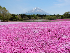 富士芝桜まつり2015