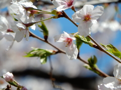 大岡川桜祭り2015