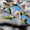 大岡川桜祭り2015