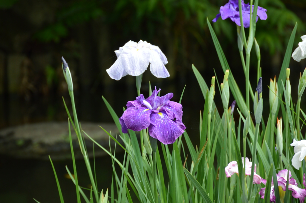 長谷寺 菖蒲