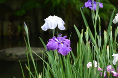 長谷寺 菖蒲