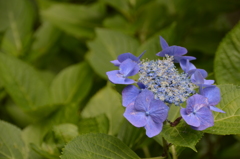 長谷寺 紫陽花