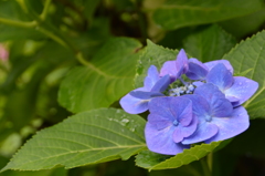 長谷寺 紫陽花