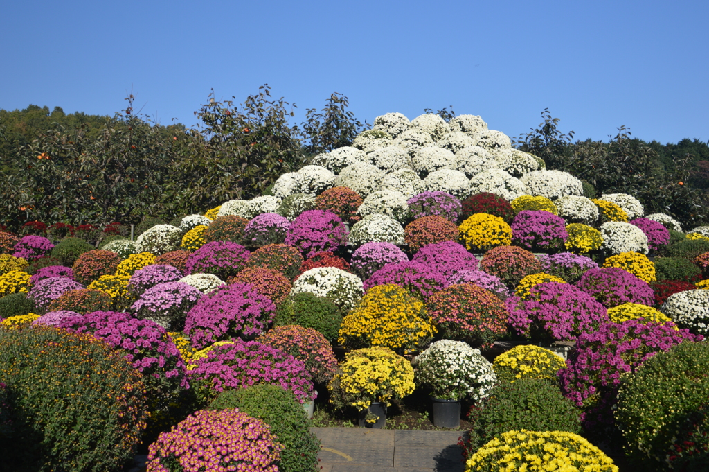 ざる菊の富士山