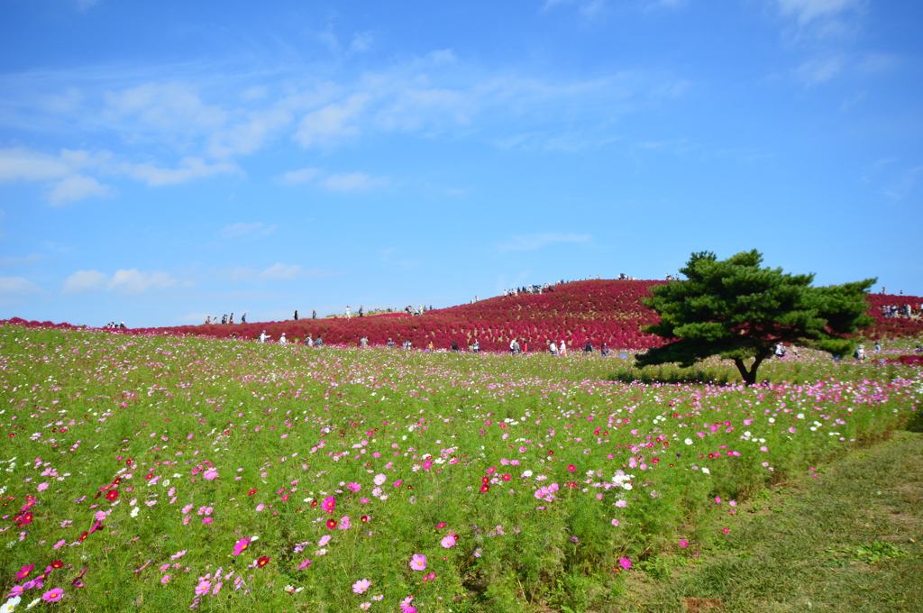 ひたち海浜公園　