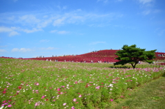 ひたち海浜公園　