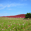 ひたち海浜公園　