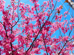 大岡川桜祭り2015