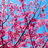 大岡川桜祭り2015