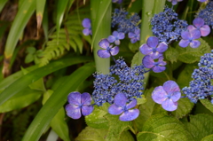 長谷寺 紫陽花