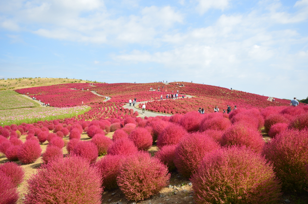 ひたち海浜公園　コキア紅葉
