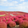 ひたち海浜公園　コキア紅葉