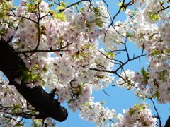 大岡川桜祭り