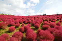 ひたち海浜公園　コキア紅葉 