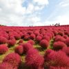 ひたち海浜公園　コキア紅葉 