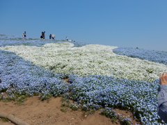 ひたち海浜公園　みはらしの丘