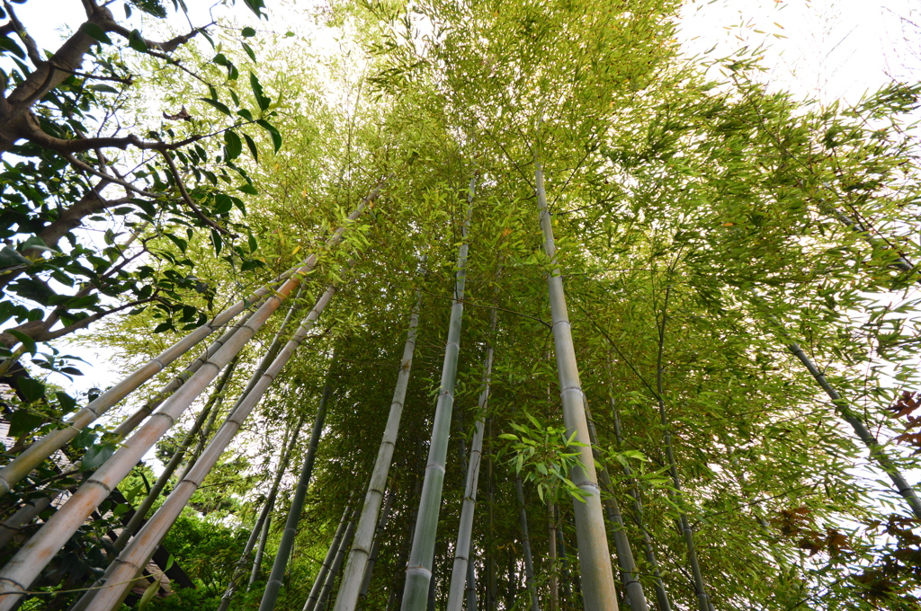 長谷寺 竹林