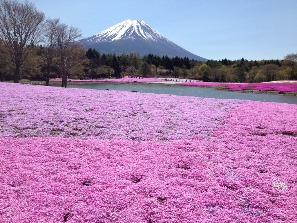 富士芝桜まつり