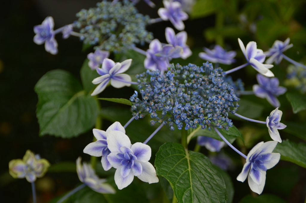 長谷寺 紫陽花