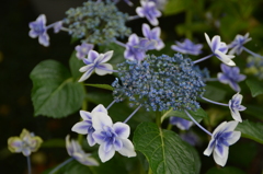 長谷寺 紫陽花