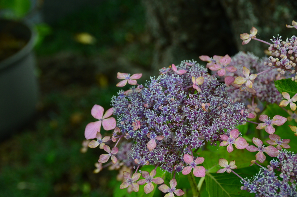 長谷寺 紫陽花